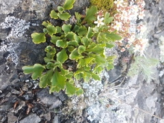 Saxifraga cespitosa
