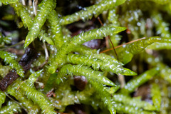 Acrocladium chlamydophyllum