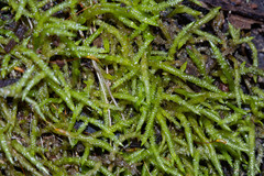 Acrocladium chlamydophyllum