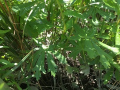 Sidalcea hendersonii