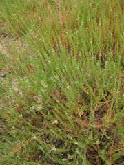 Lythrum hyssopifolia