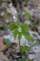Hydrastis canadensis