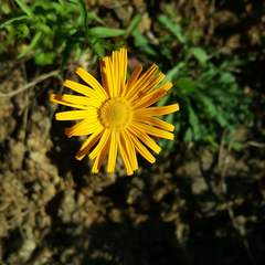 Buphthalmum salicifolium