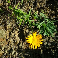Buphthalmum salicifolium