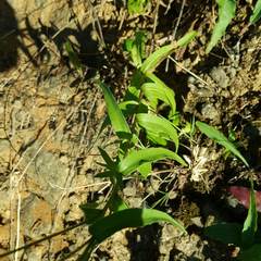 Buphthalmum salicifolium