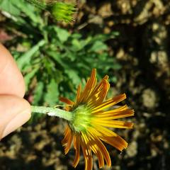 Buphthalmum salicifolium