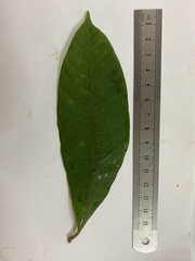 Alstonia muelleriana