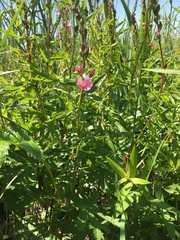 Sidalcea hendersonii