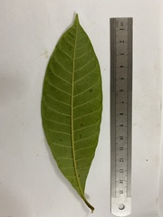 Alstonia muelleriana