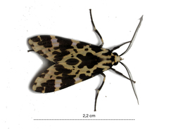Eucereon consorta