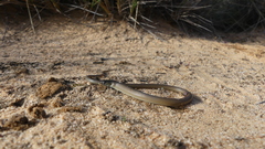 Delma butleri