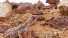 Tympanocryptis intima