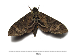 Manduca diffissa tropicalis