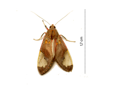 Bertholdia ockendeni