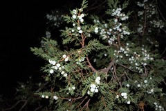 Juniperus angosturana