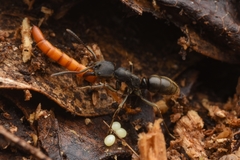 Ectomomyrmex javanus