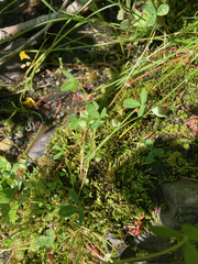 Trifolium cyathiferum