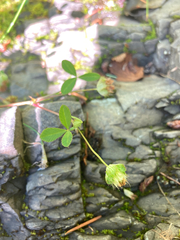 Trifolium cyathiferum