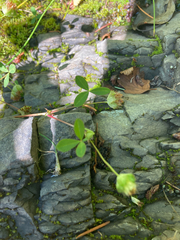 Trifolium cyathiferum