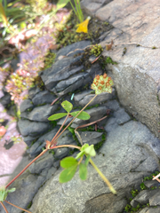 Trifolium cyathiferum