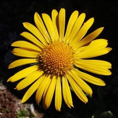 Doronicum clusii