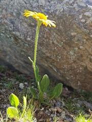 Doronicum clusii