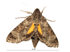 Isognathus allamandae