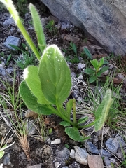 Doronicum clusii
