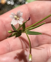 Epilobium glaberrimum glaberrimum