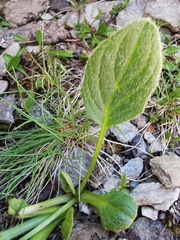 Doronicum clusii