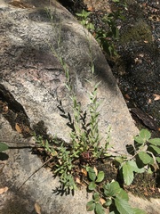 Epilobium glaberrimum glaberrimum