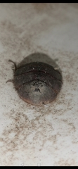 Arenivaga