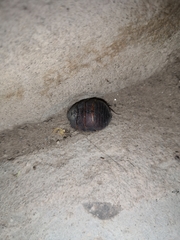 Arenivaga
