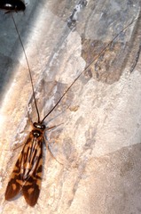 Macrostemum carolina