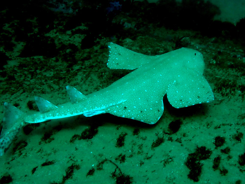 Australian angelshark (Squatina australis) — Squatinidae