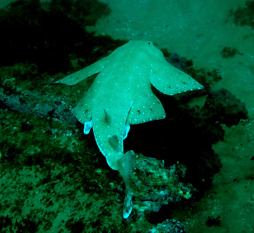 Angelshark (Squatina squatina) — Squatinidae