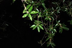Quercus saltillensis
