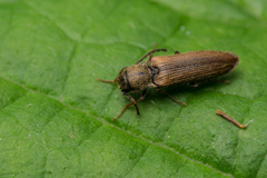 Campylomorphus serricornis