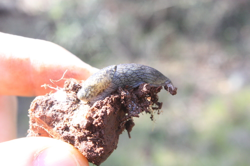 Prophysaon andersonii