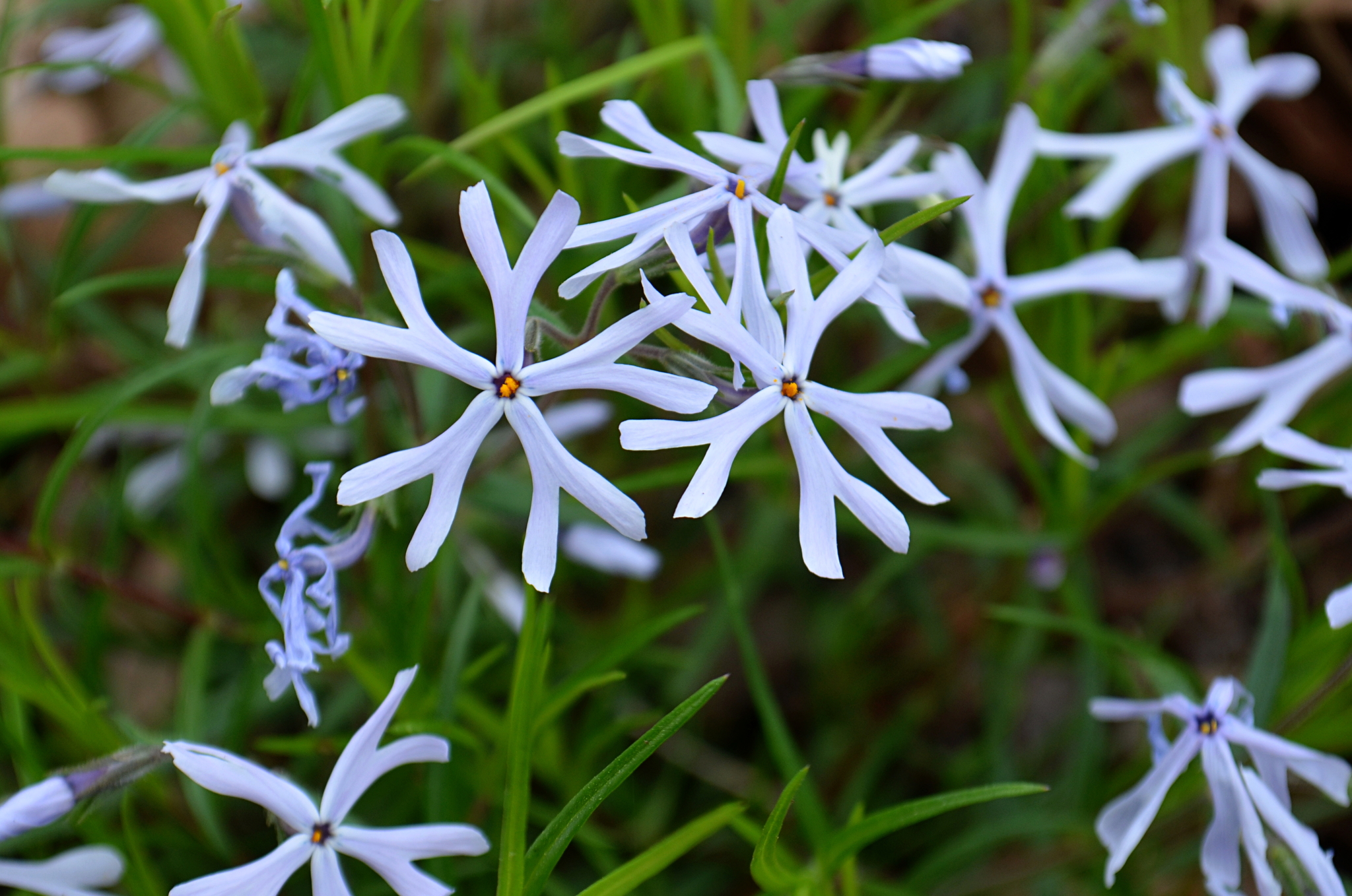 Phlox bifida