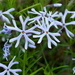 Cleft Phlox - Photo (c) Christopher David Benda, some rights reserved (CC BY-NC), uploaded by Christopher David Benda