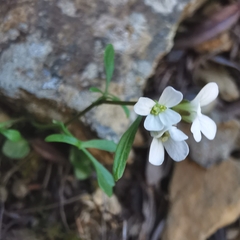 Cardamine resedifolia