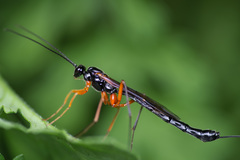 Dolichomitus imperator