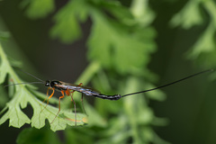 Dolichomitus imperator