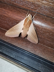 Theretra alecto