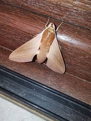 Theretra alecto