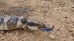 Tiliqua occipitalis