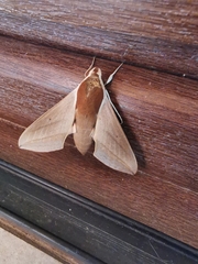 Theretra alecto