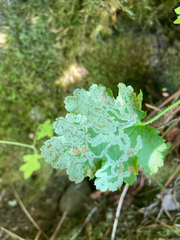 Phytomyza tiarellae