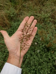 Juncus dubius